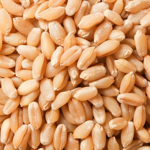 100 pure healthy natural indian origin aromatic golden rich in proteins wheat 753